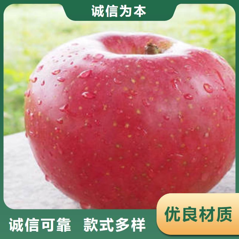 红富士苹果-嘎啦苹果品质值得信赖