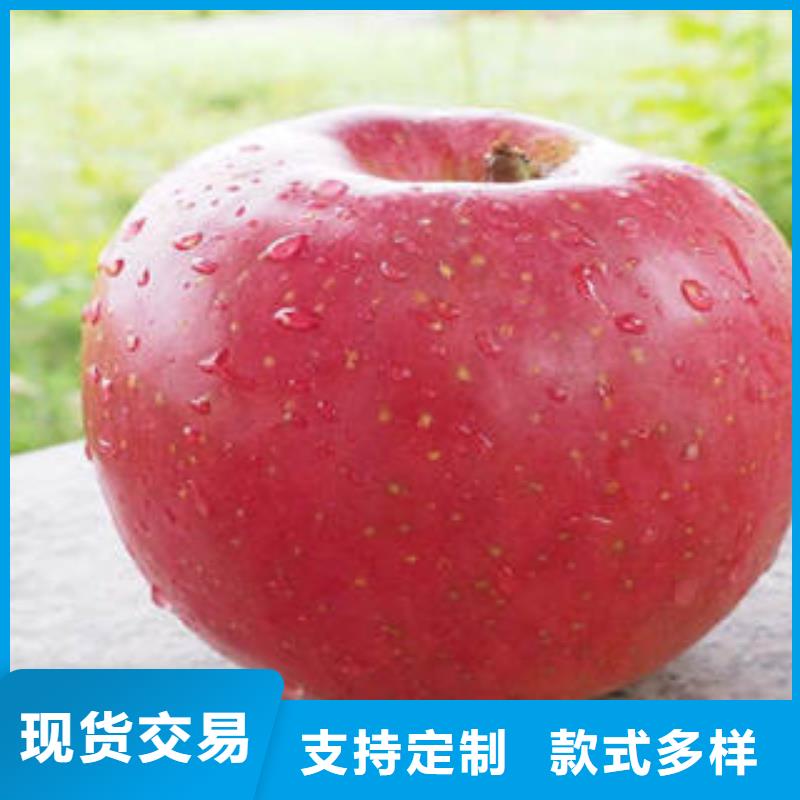 红富士苹果苹果种植基地质量检测