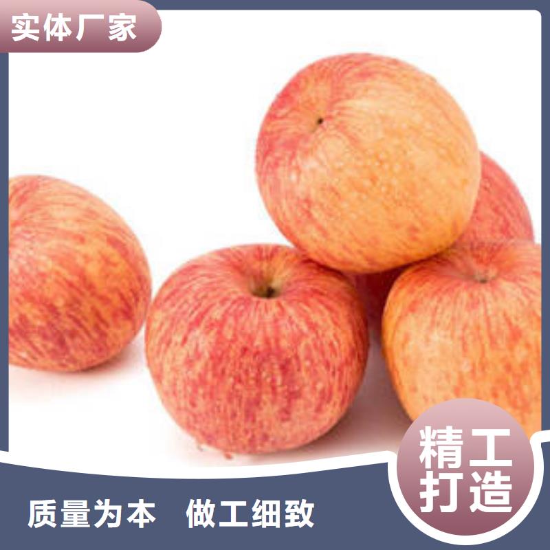 紅富士蘋果蘋果種植基地敢與同行比價格