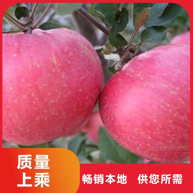 红富士苹果苹果种植基地为品质而生产