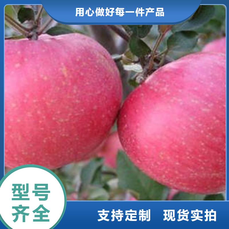 红富士苹果红富士苹果批发货源直供
