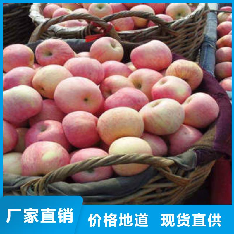 红富士苹果红富士苹果产地质量无忧