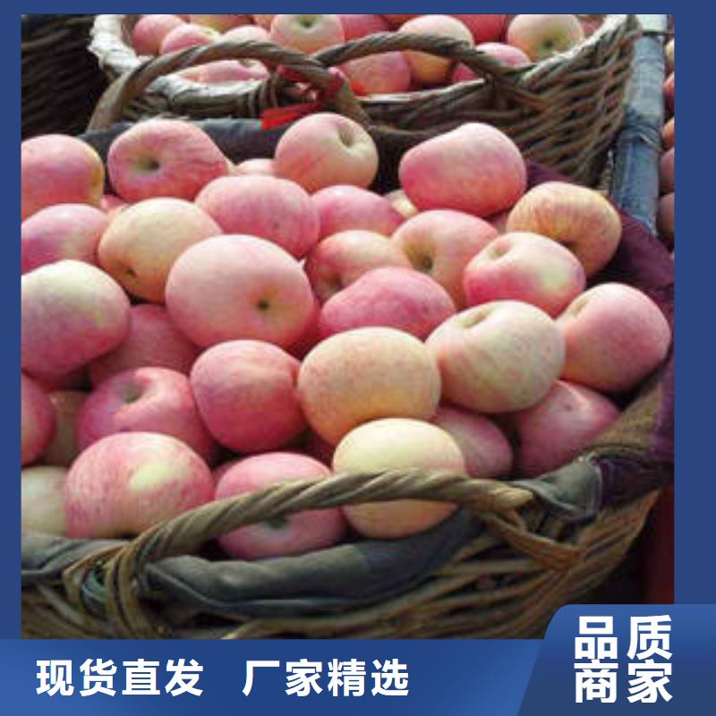 紅富士蘋果批發(fā)貨源
