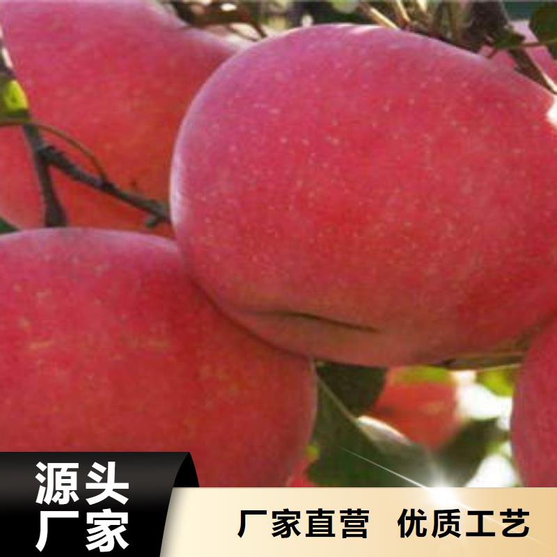 红富士苹果批发货源