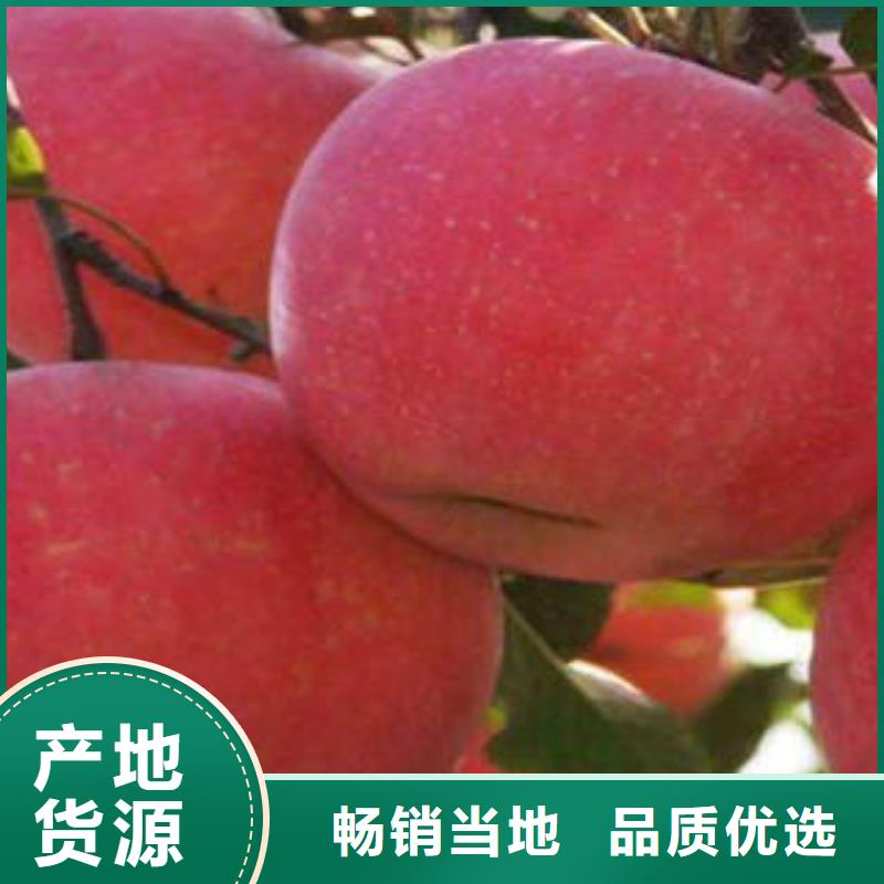 紅富士蘋果蘋果種植基地生產(chǎn)經(jīng)驗豐富