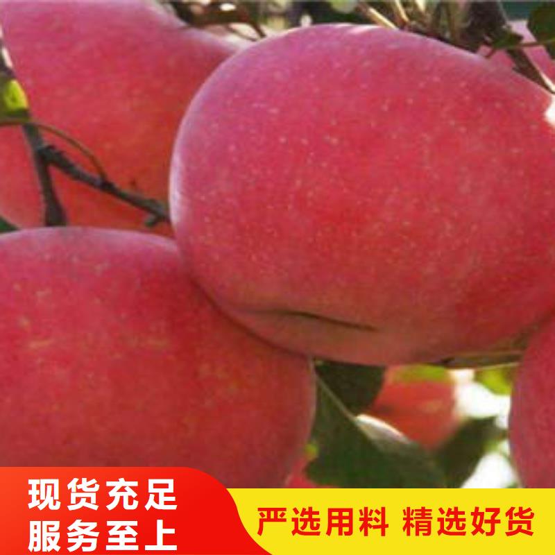 紅富士蘋果蘋果種植基地實(shí)力公司