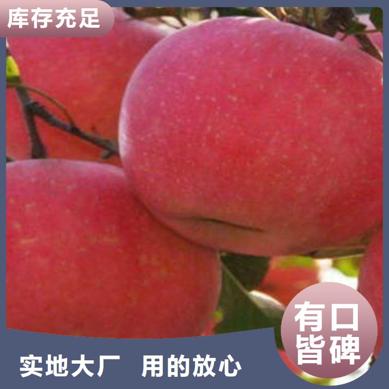 红富士苹果_嘎啦苹果厂家采购
