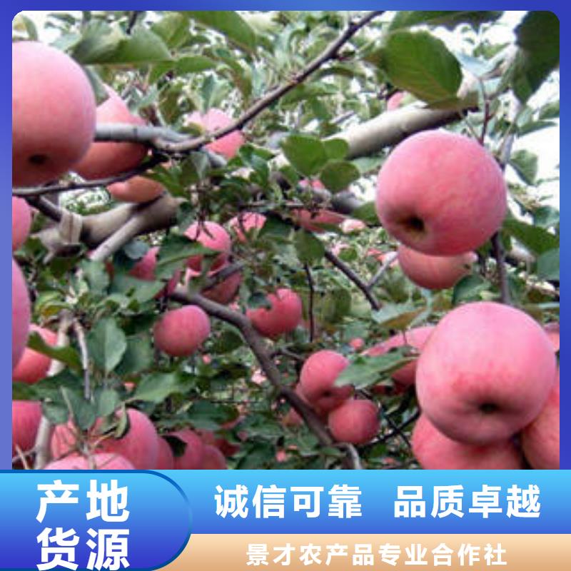 紅富士蘋(píng)果多種規(guī)格庫(kù)存充足