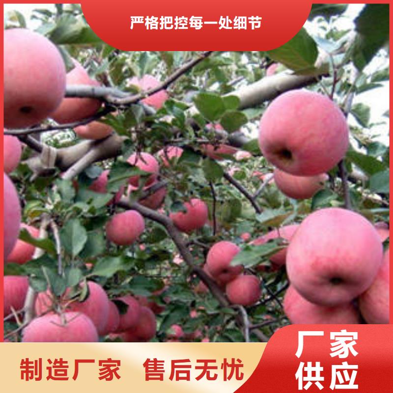 红富士苹果苹果种植基地闪电发货