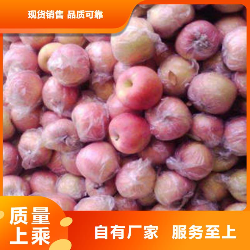 红富士苹果厂家直销直供