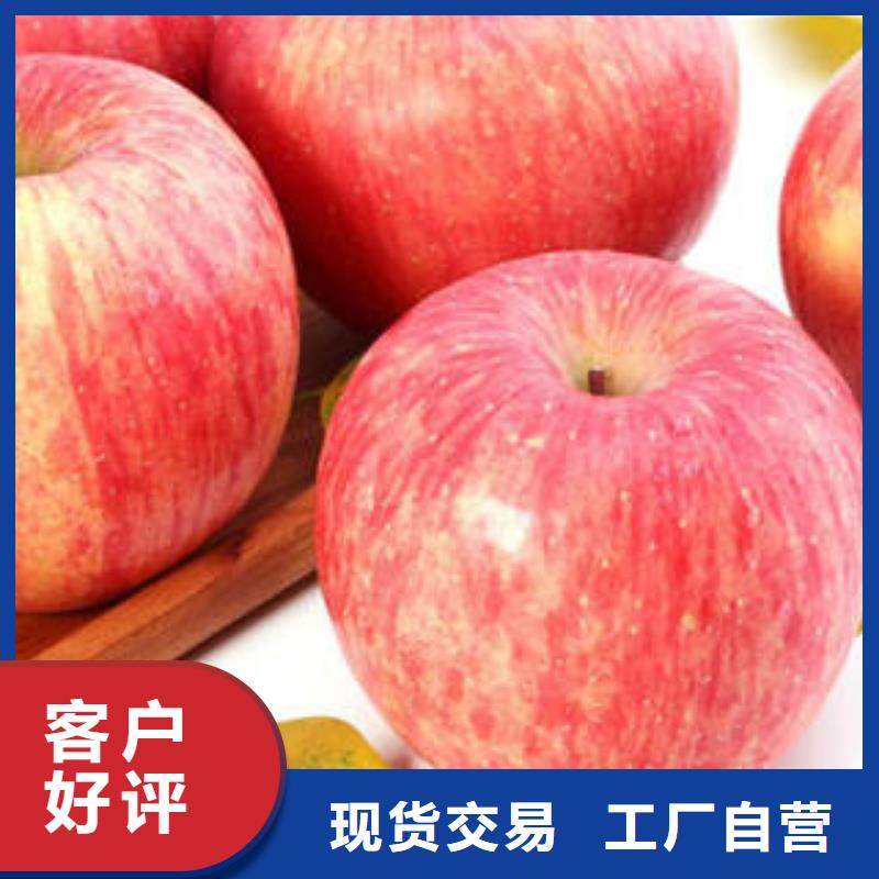 紅富士蘋果蘋果種植基地生產(chǎn)經(jīng)驗豐富