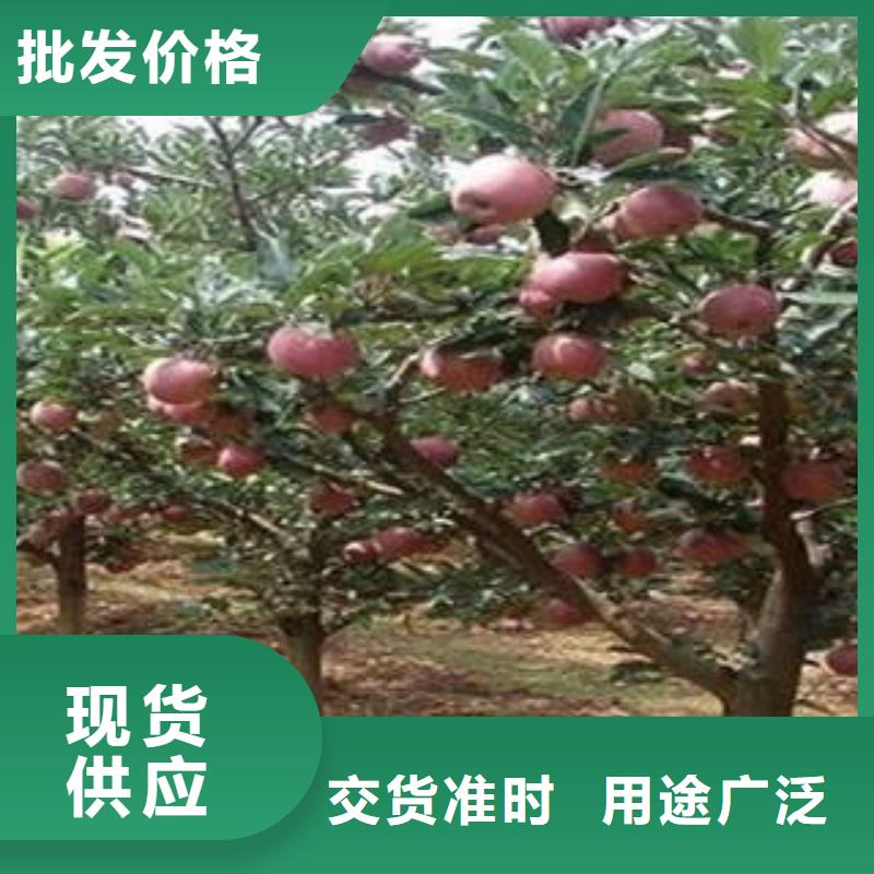 红富士苹果红富士苹果产地的简单介绍