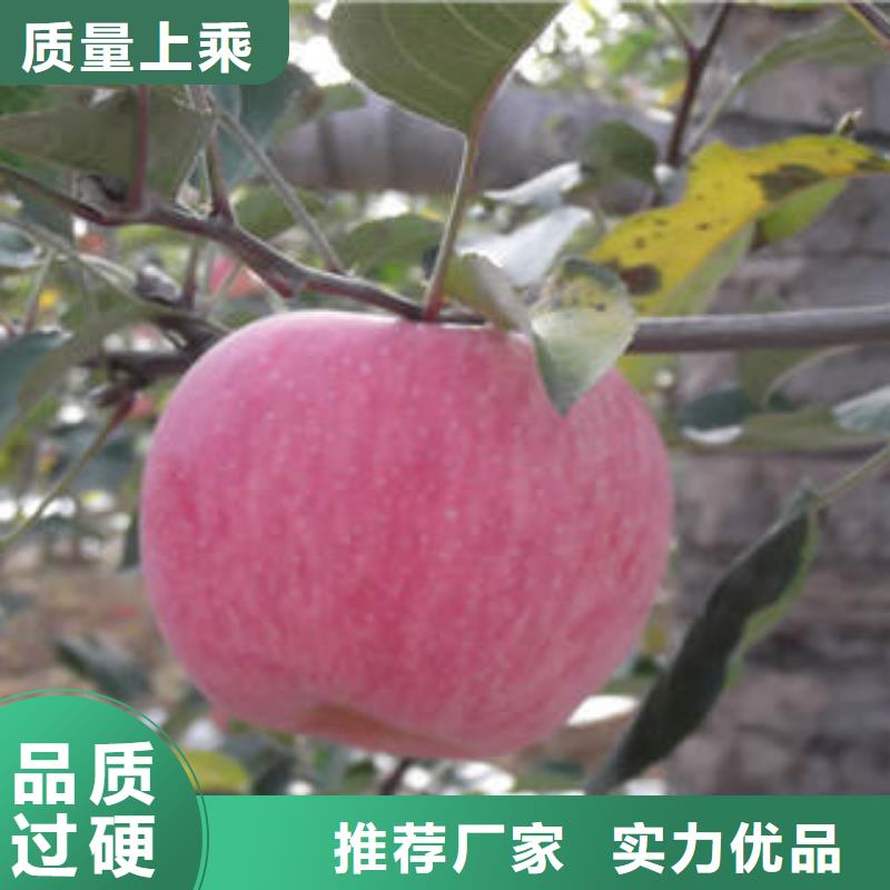 红富士苹果苹果种植基地质量检测