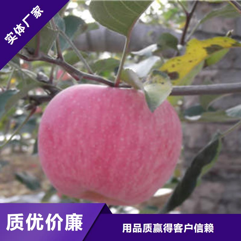 红富士苹果您身边的厂家