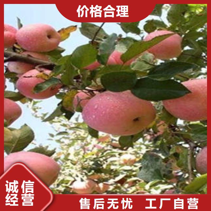 红富士苹果红富士苹果产地质量无忧
