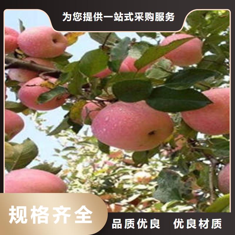 紅富士蘋果紅富士蘋果產(chǎn)地產(chǎn)品細節(jié)參數(shù)