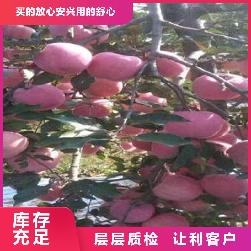 红富士苹果拥有核心技术优势