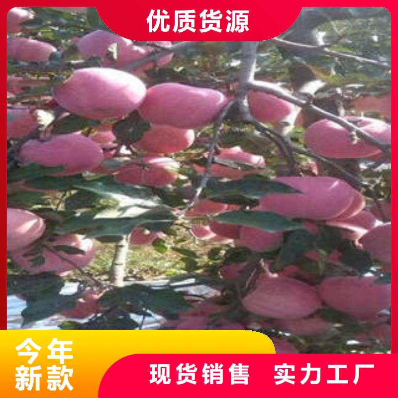 紅富士蘋果物美價優(yōu)