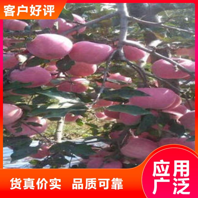 紅富士蘋果嘎啦蘋果免費(fèi)詢價