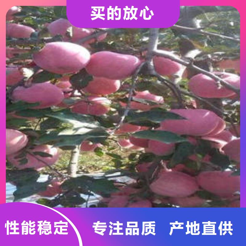 红富士苹果红富士苹果批发诚信商家服务热情
