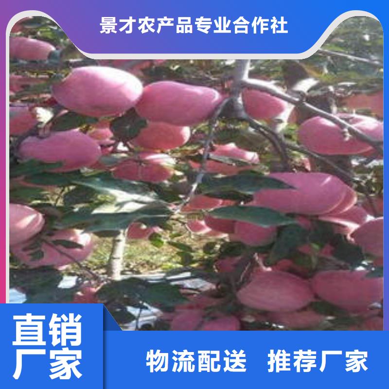 紅富士蘋果蘋果種植基地生產(chǎn)經(jīng)驗豐富