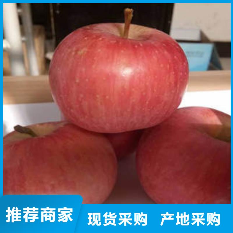 紅富士蘋果工廠直銷