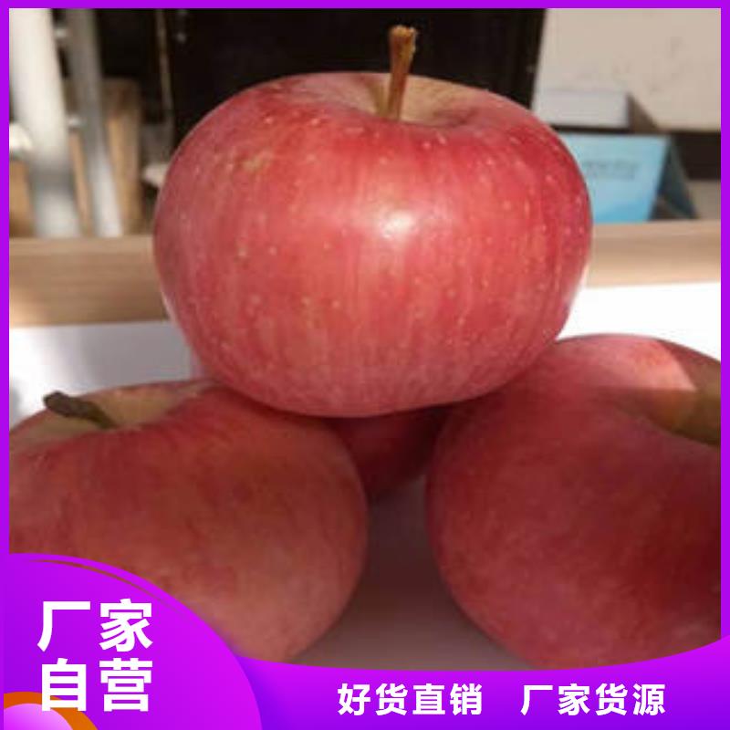 紅富士蘋果嘎啦蘋果N年大品牌