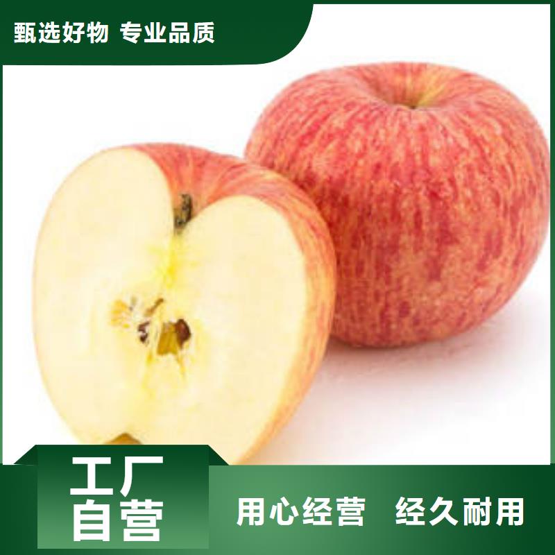 红富士苹果红富士苹果产地实力大厂家
