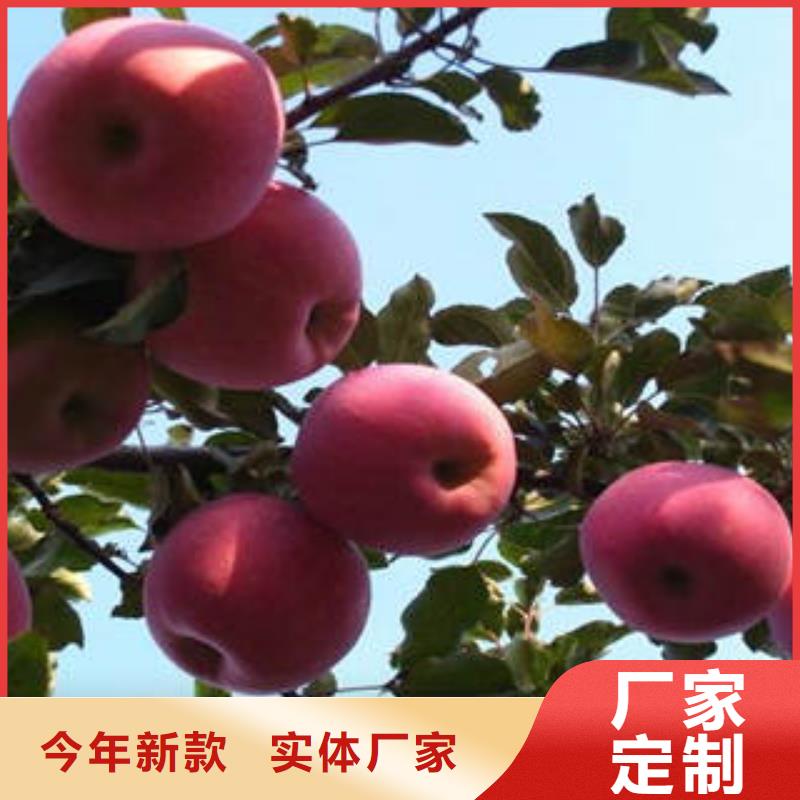 红富士苹果嘎啦苹果真诚合作