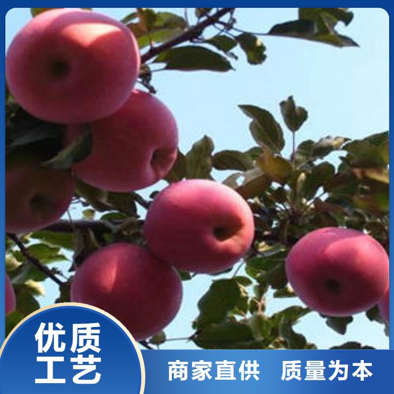 红富士苹果苹果种植基地为品质而生产