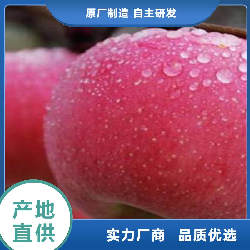紅富士蘋果物美價優(yōu)