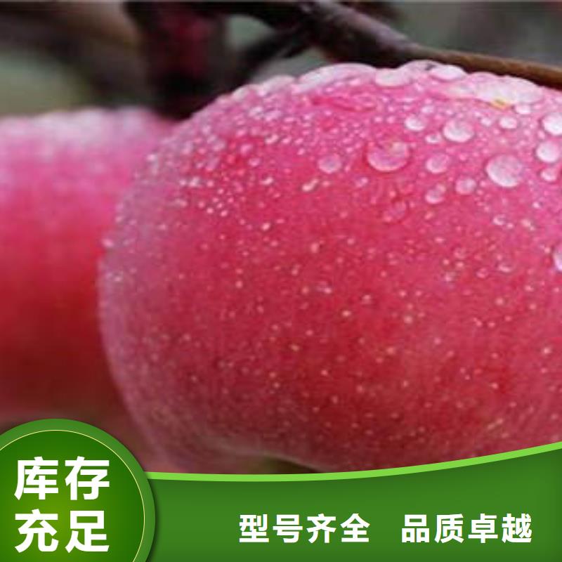 紅富士蘋(píng)果多種規(guī)格庫(kù)存充足