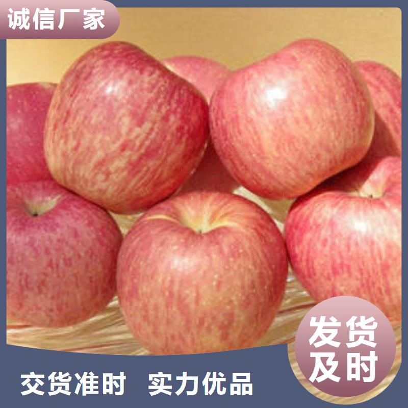 紅富士蘋果蘋果種植基地當(dāng)?shù)貜S家值得信賴