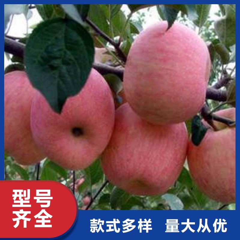紅富士蘋果出貨及時