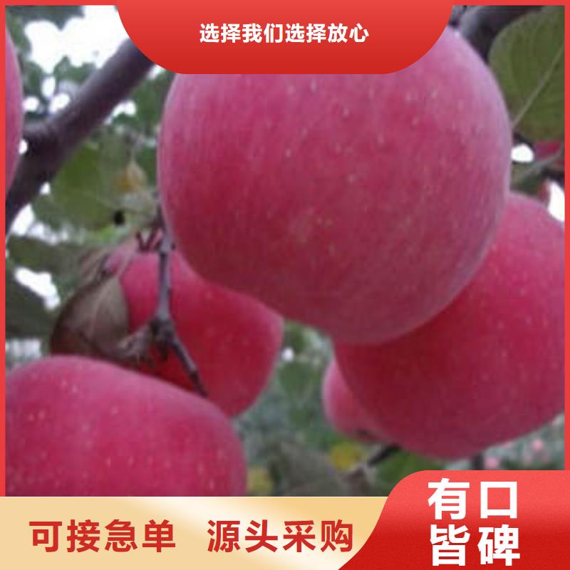 紅富士蘋果,蘋果源頭直供