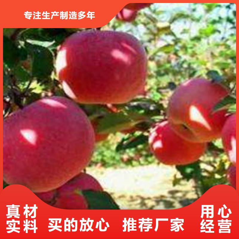 紅富士蘋果豐富的行業(yè)經(jīng)驗