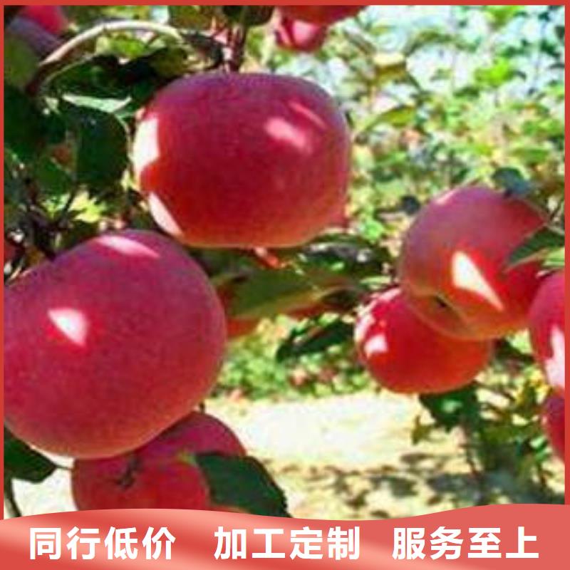 紅富士蘋果,蘋果源頭直供