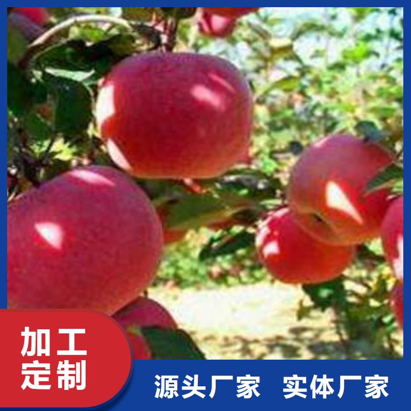 紅富士蘋果,蘋果源頭直供