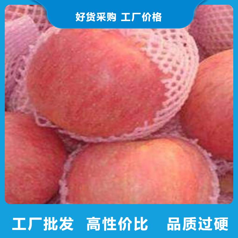 紅富士蘋果嘎啦蘋果免費(fèi)詢價