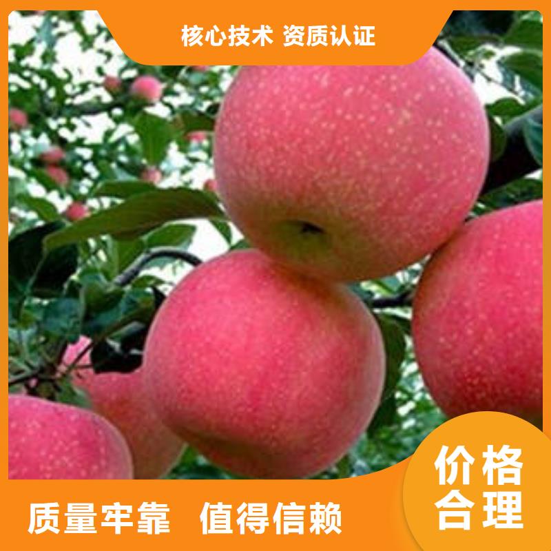 紅富士蘋果嘎啦蘋果免費(fèi)詢價