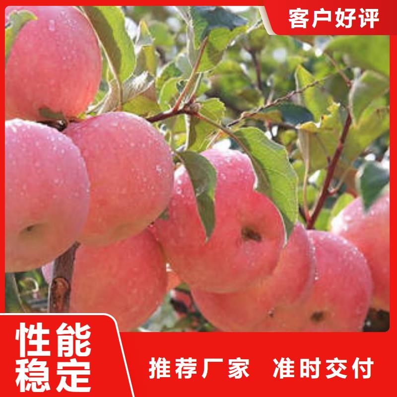 紅富士蘋果,蘋果源頭直供