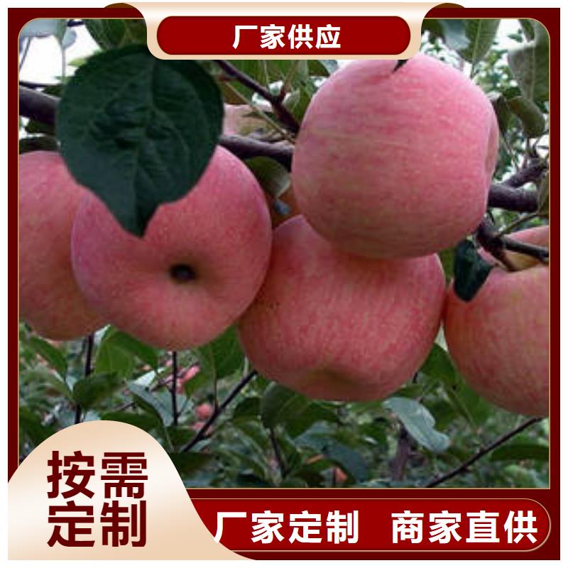 紅富士蘋果紅富士蘋果產(chǎn)地快捷物流