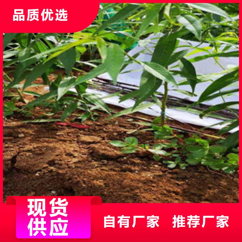 桃樹(shù)苗,藍(lán)莓苗源頭廠家來(lái)圖定制