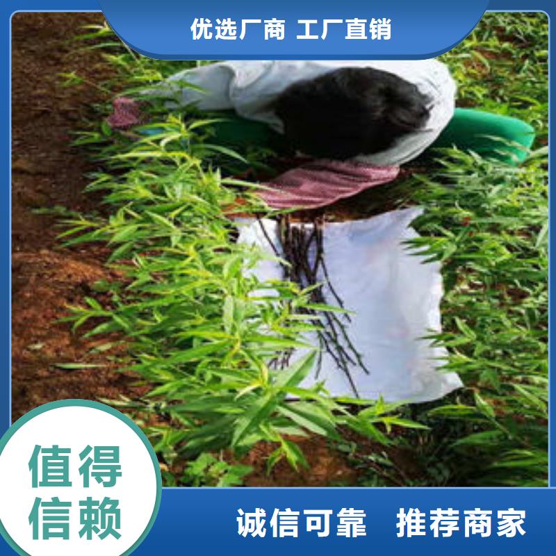 桃樹苗核桃苗交貨準(zhǔn)時(shí)