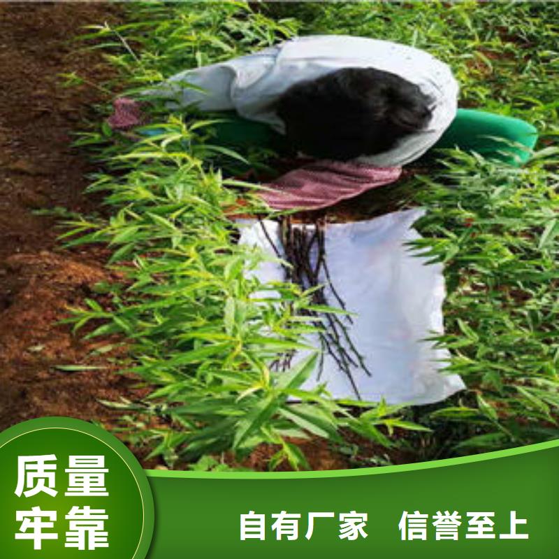 桃树苗-花椒苗通过检测