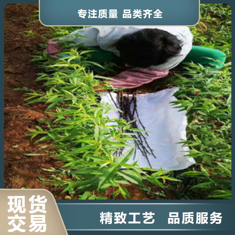 桃树苗板栗苗用途广泛