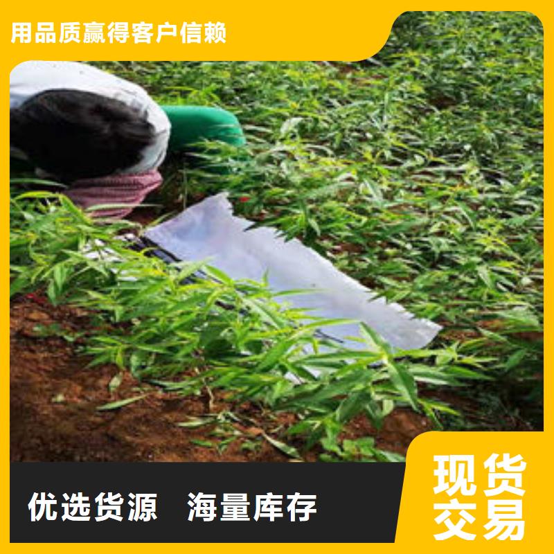 桃树苗核桃苗诚信厂家