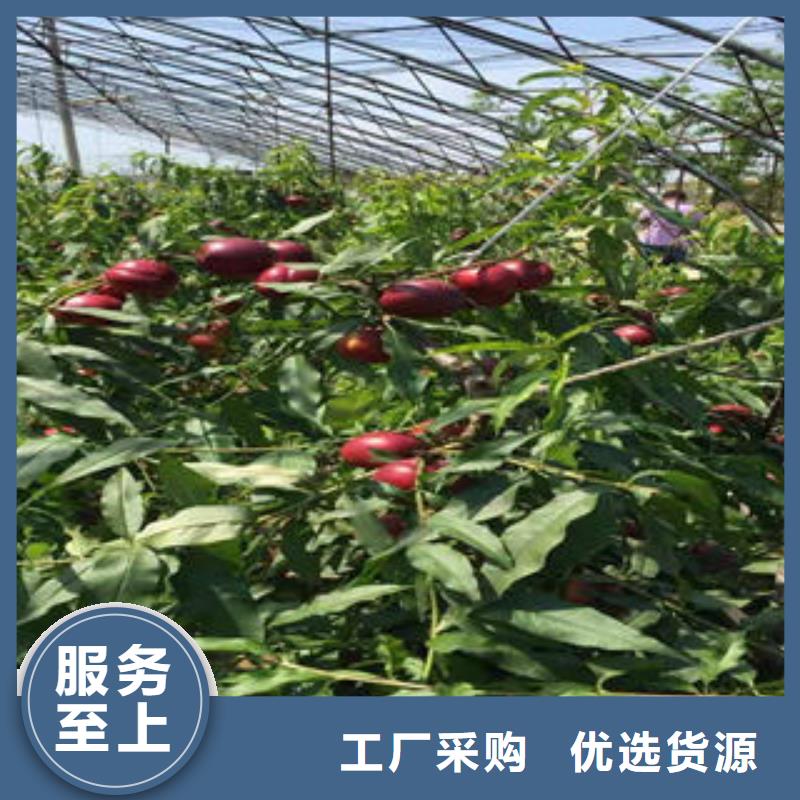 桃树苗板栗苗用途广泛