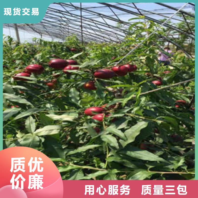桃樹苗核桃苗交貨準(zhǔn)時(shí)