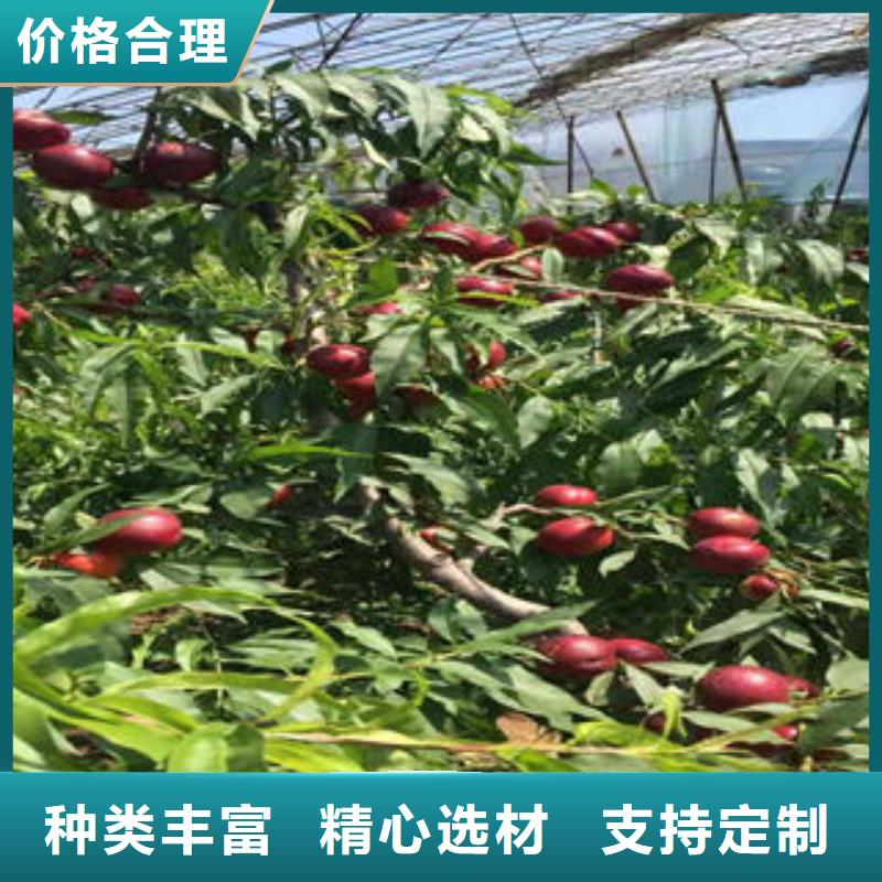桃樹苗_花椒苗優(yōu)選原材